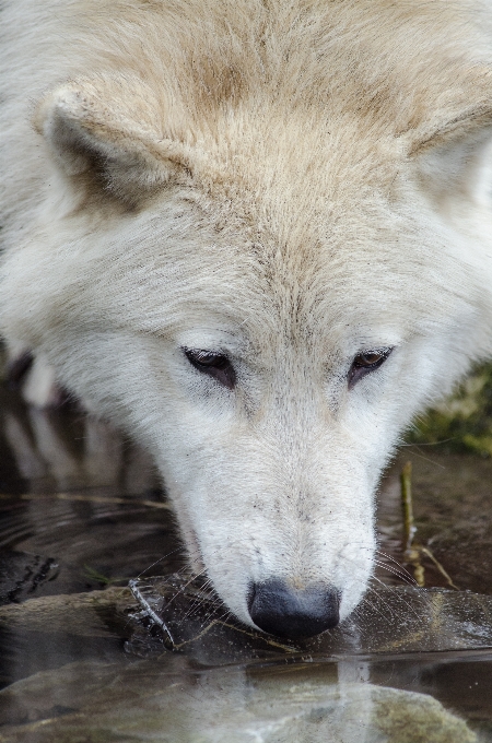 Tierwelt säugetier wolf fauna