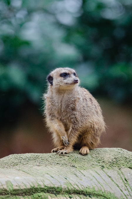 Bokeh
 animal mignon faune