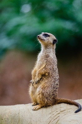 自然 ボケ味
 動物 かわいい 写真