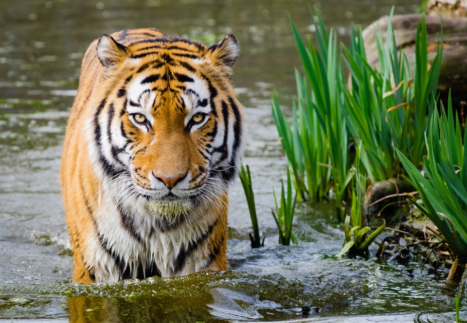 Natureza animal animais selvagens jardim zoológico