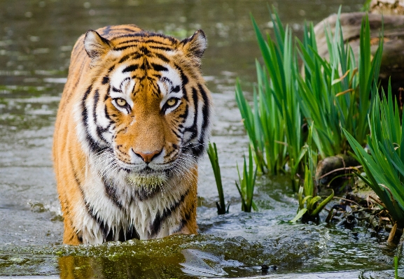 自然 動物 野生動物 動物園 写真