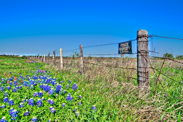 Grass fence plant field Photo