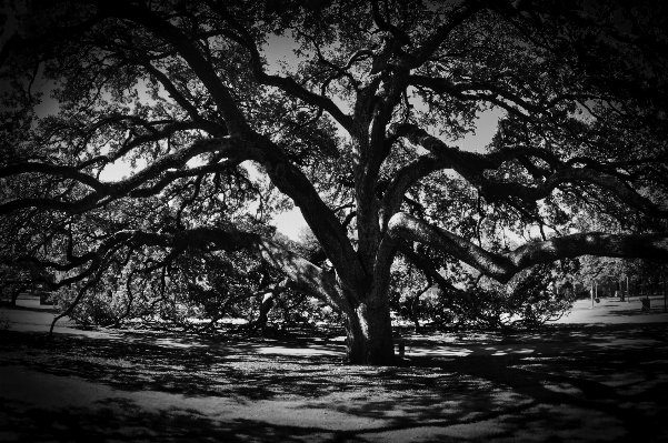 Tree nature forest branch Photo