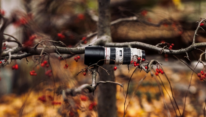 Apple tree bokeh flower Photo