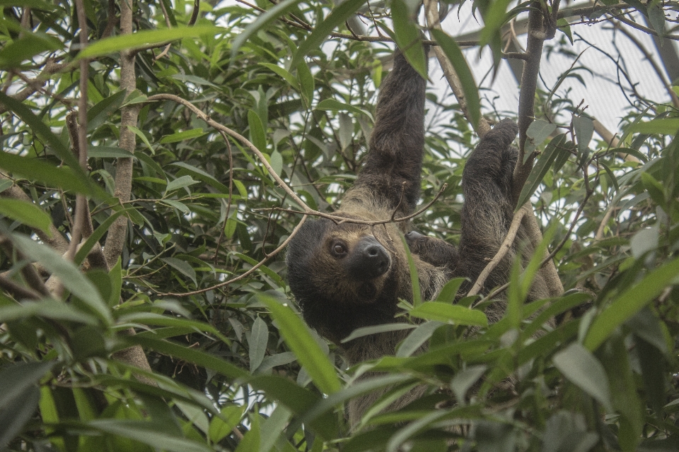 野生動物 密林 fauna 怠惰