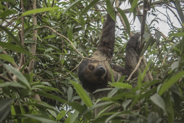 野生動物 密林 fauna 怠惰 写真