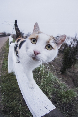 Cat mammal whiskers cool image Photo