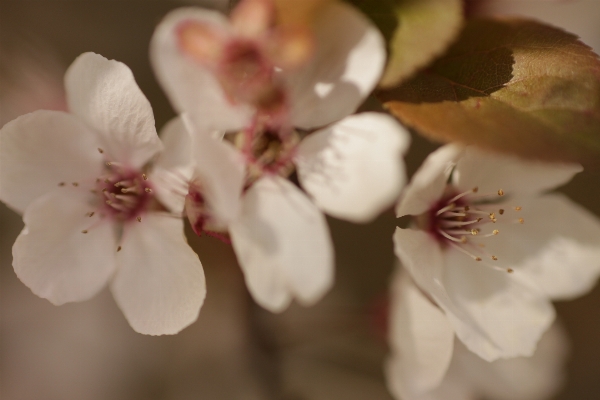 ブランチ 花 植物 花弁 写真