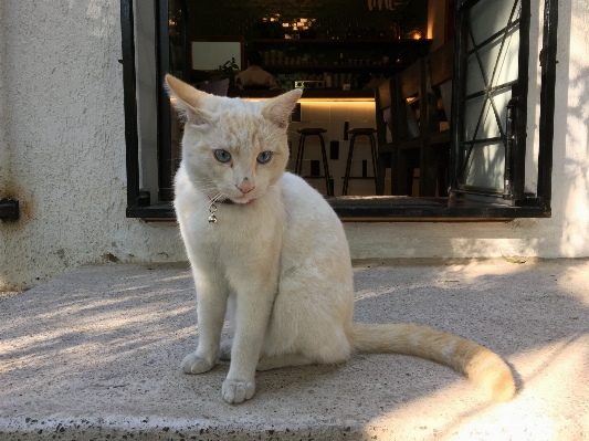 Photo Café chat mammifère moustaches
