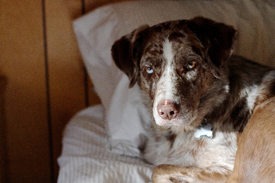 Anak anjing mamalia collie perbatasan
