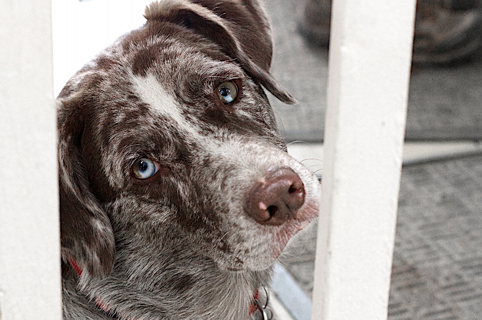 Welpe hund säugetier wirbeltier
