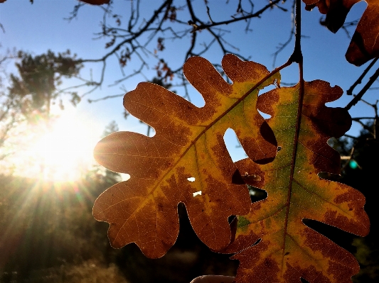 Zdjęcie Drzewo natura oddział zakład