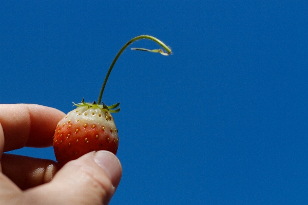 Foto Plantar fruta flor comida