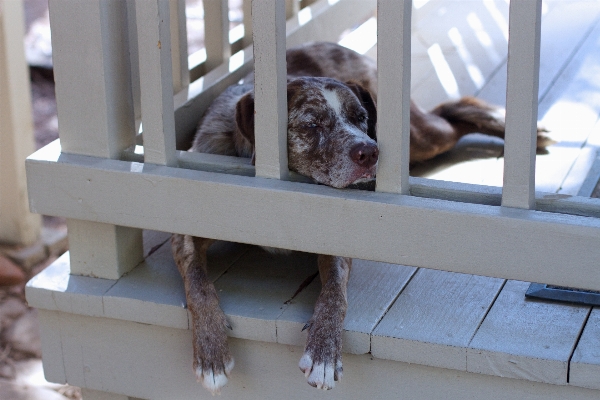 Wood window dog cat Photo