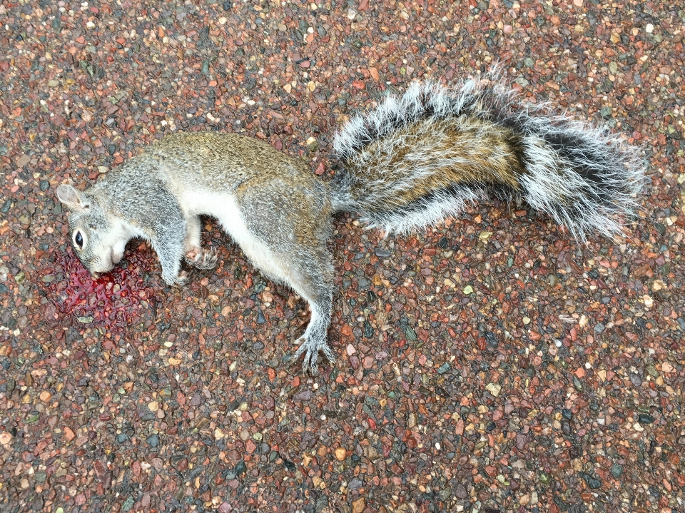 Wildlife mammal squirrel death