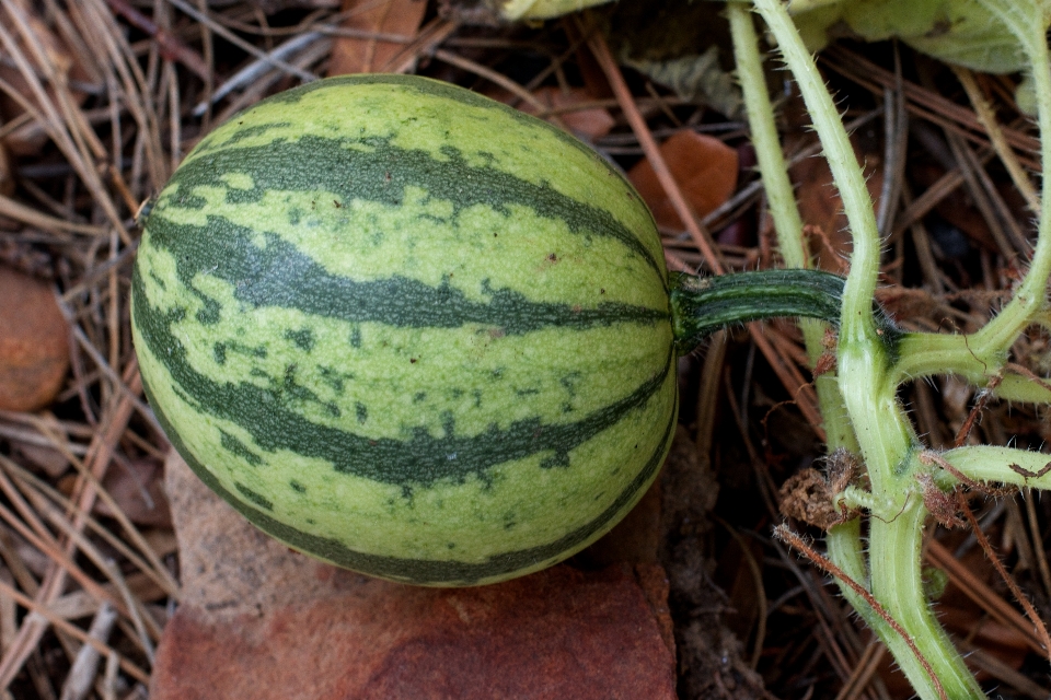 Pianta frutta fiore cibo