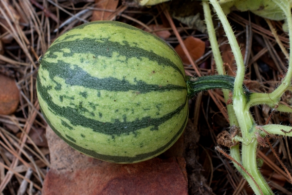 Anlage frucht blume essen Foto