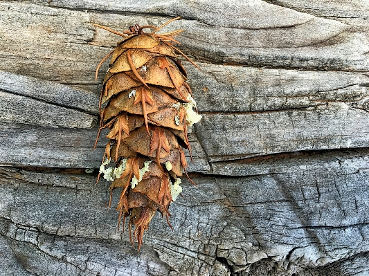 Tree nature branch plant Photo