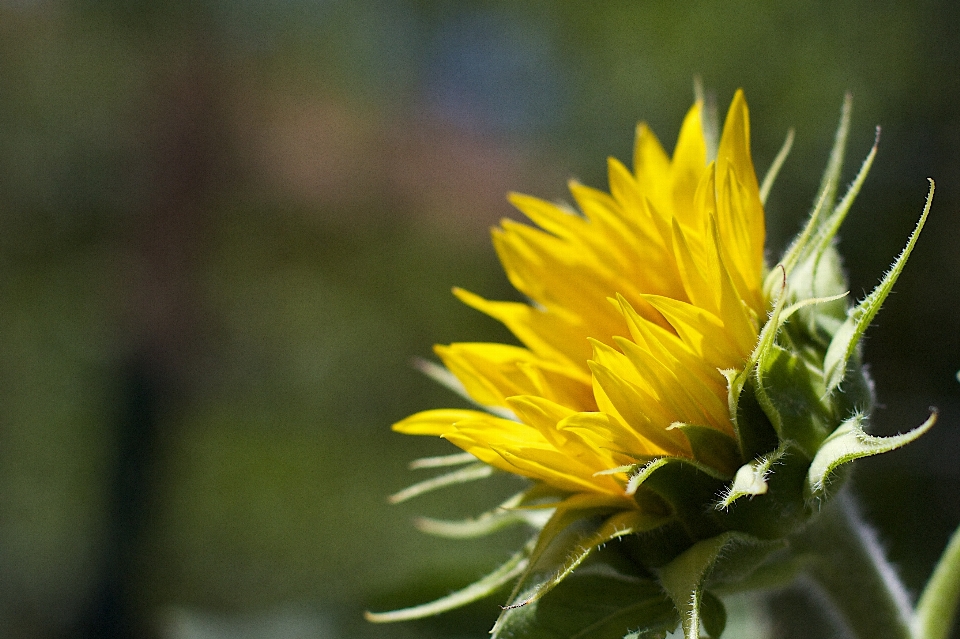 Nature plant dandelion flower