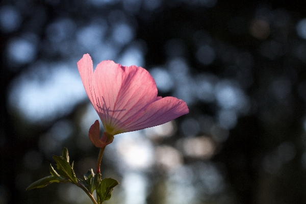 Nature blossom plant photography Photo