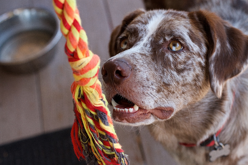 Welpe hund säugetier wirbeltier
