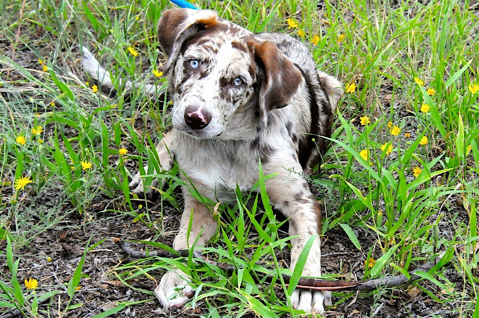 Césped flor cachorro perro