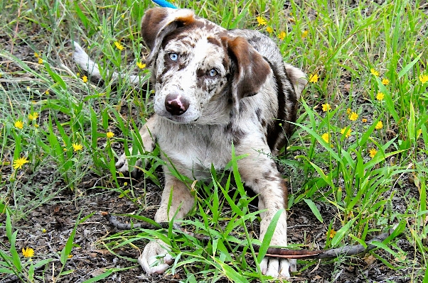 Grass flower puppy dog Photo