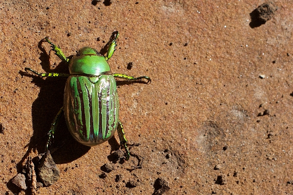 Wildlife green insect soil Photo