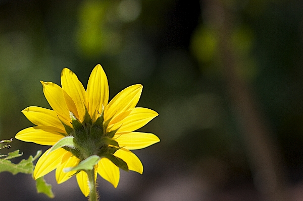 Nature blossom plant photography Photo