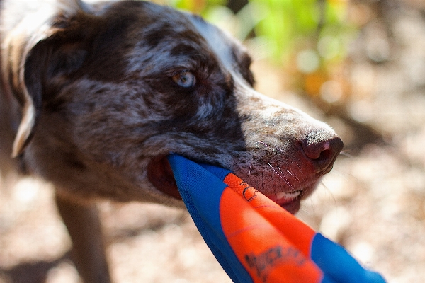 Foto Cucciolo cane mammifero vertebrato
