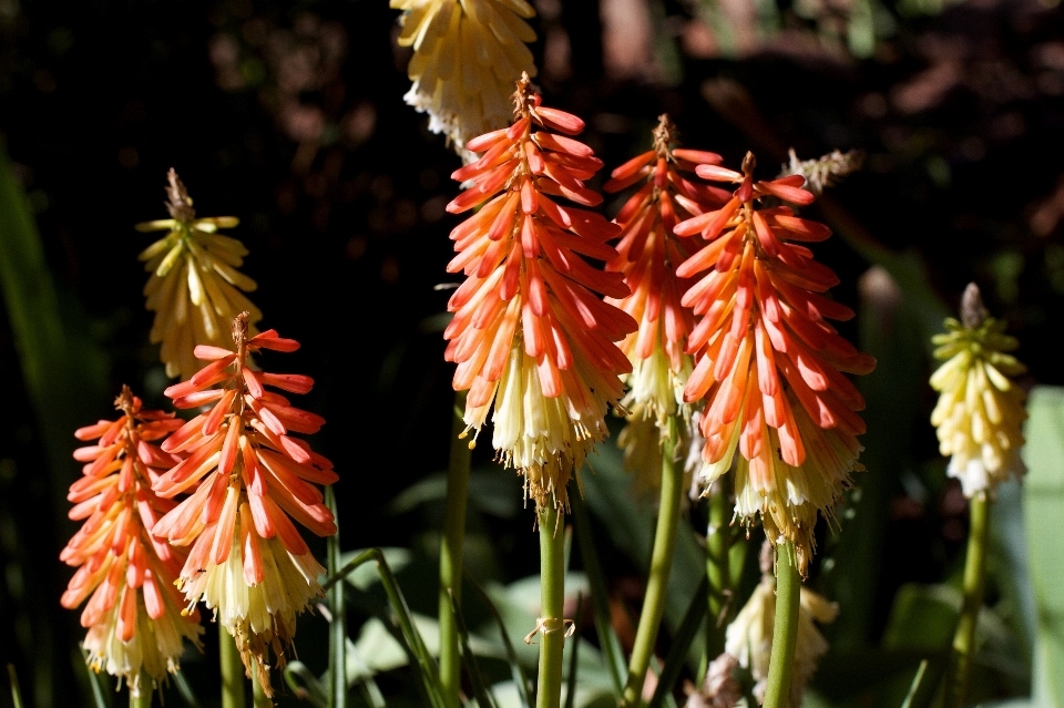 Anlage blatt blume herbst