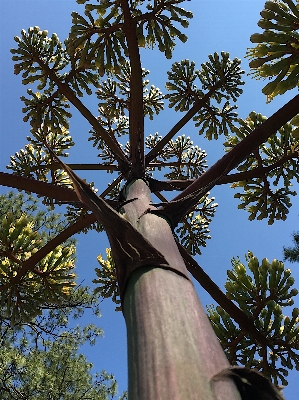 Tree branch cactus plant Photo