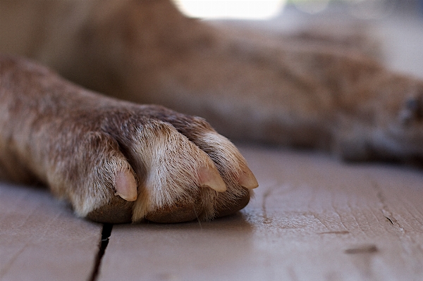 Hand wood dog mammal Photo