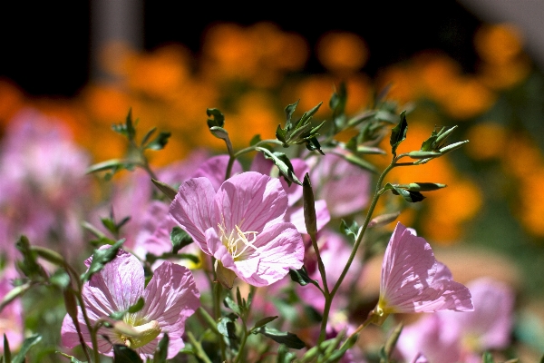 ブランチ 花 植物 葉 写真