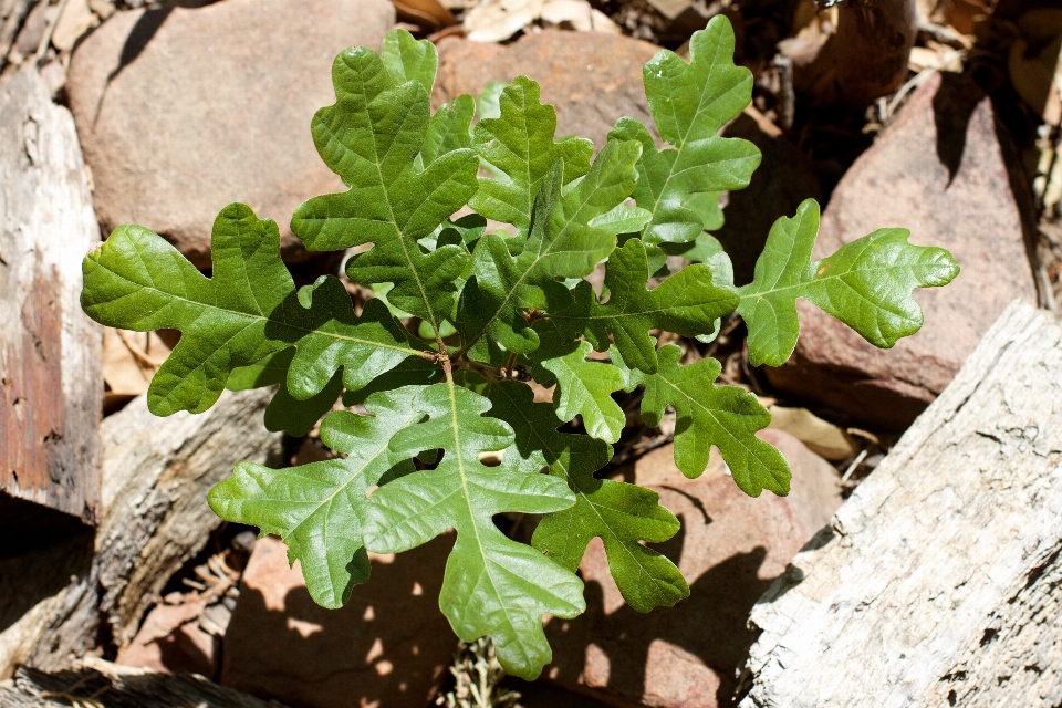 Albero pianta foglia fiore