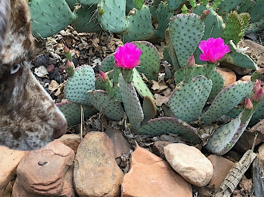 Foto Cacto
 plantar flor cachorro