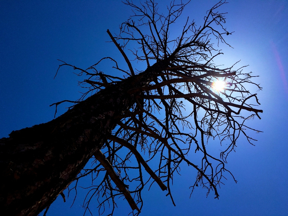 árbol naturaleza rama silueta