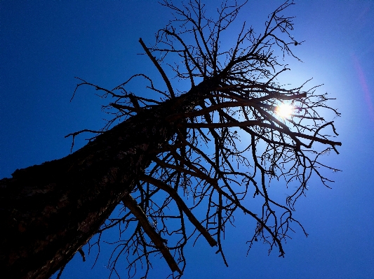 Tree nature branch silhouette Photo