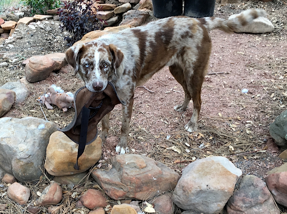 Hund säugetier hetzen wirbeltier
