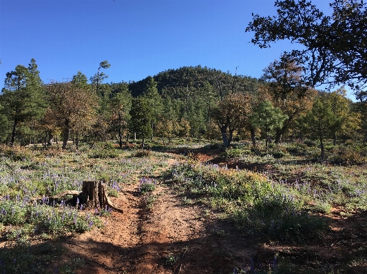 風景 木 森 荒野
 写真