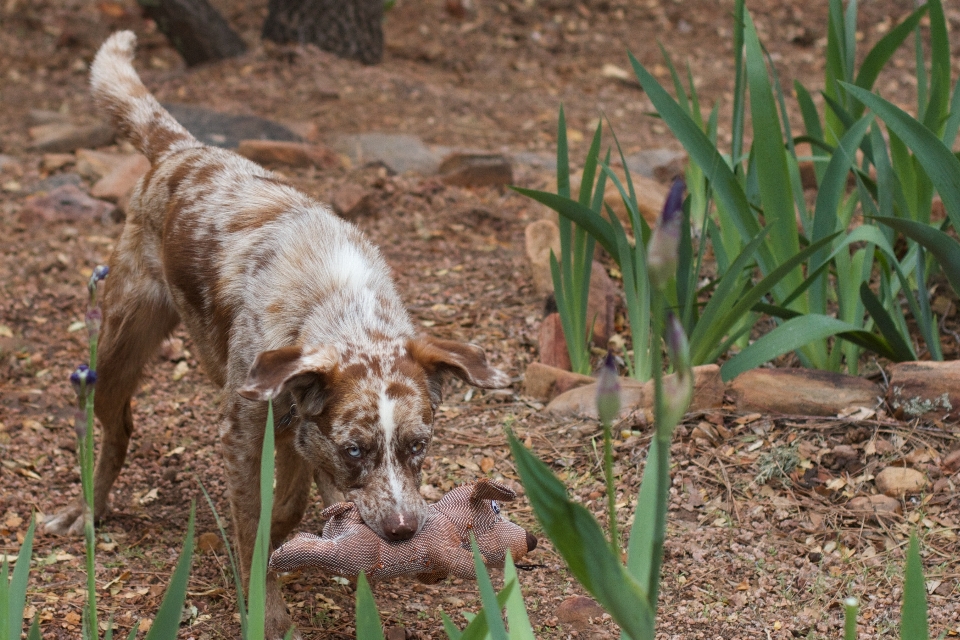 Chien mammifère fauna de chasse
