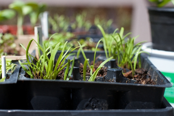 Plant flower herb produce Photo