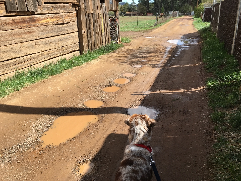 Camino lodo suelo acuático
