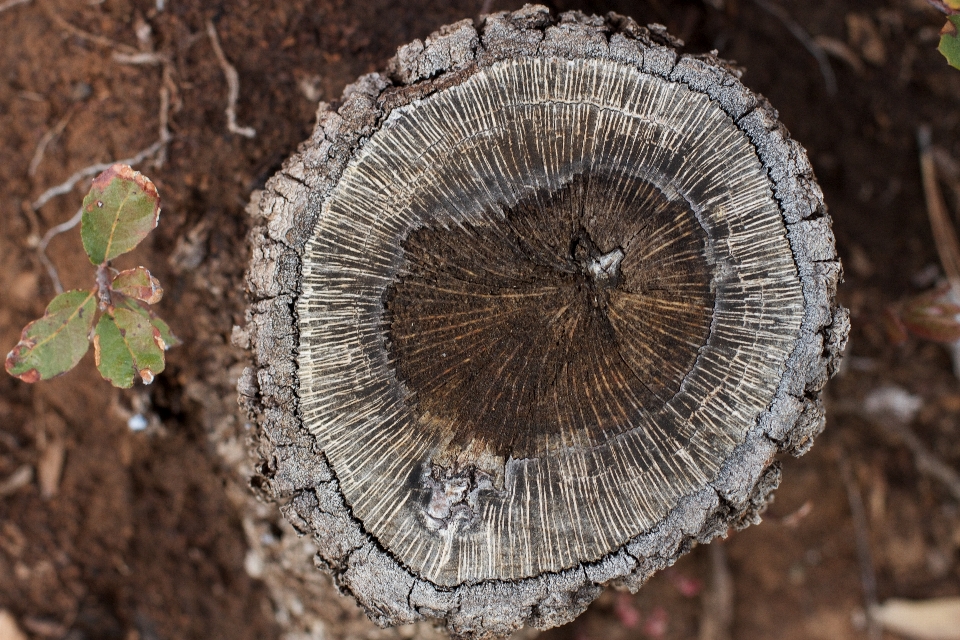 Drzewo natura drewno liść