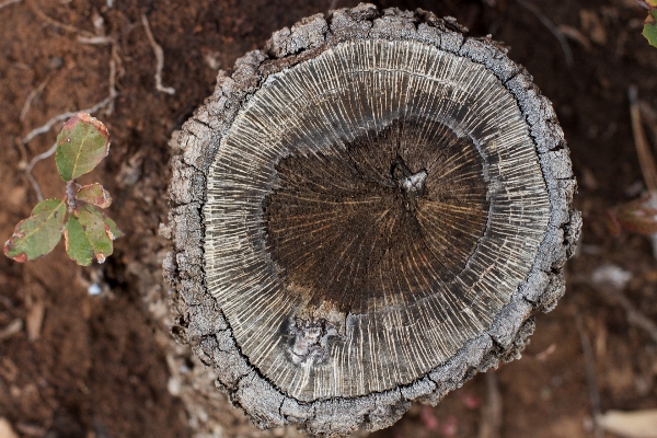 Tree nature wood leaf Photo