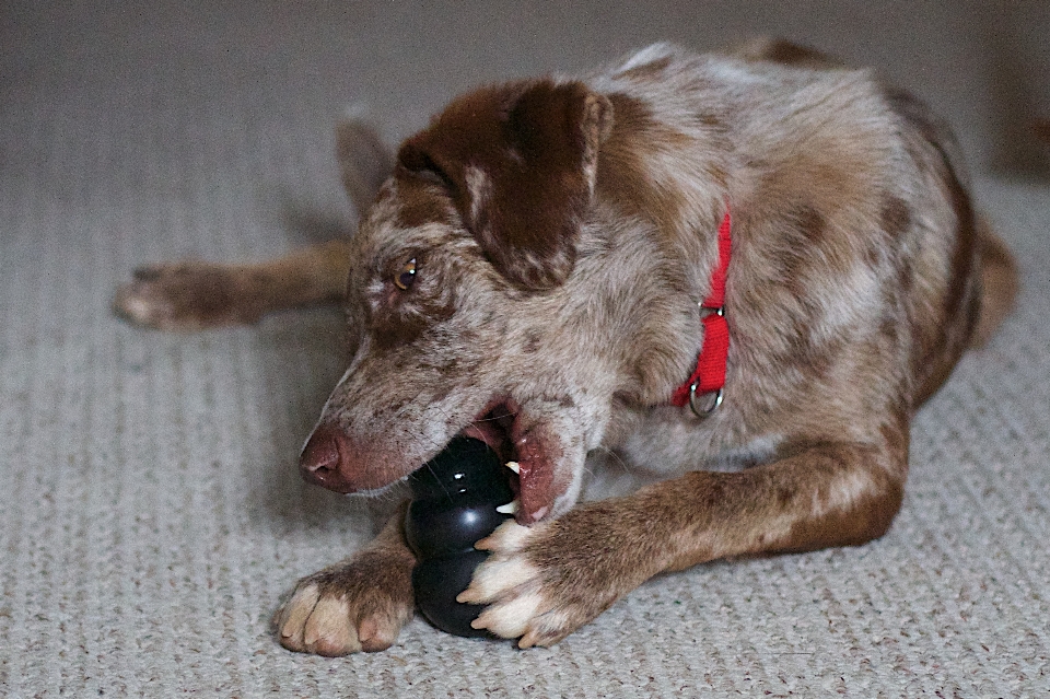 子犬 犬 哺乳類 脊椎動物
