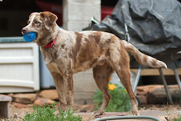 Dog mammal vertebrate setter Photo