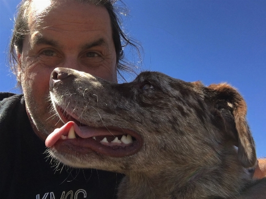 Dog mammal nose snout Photo