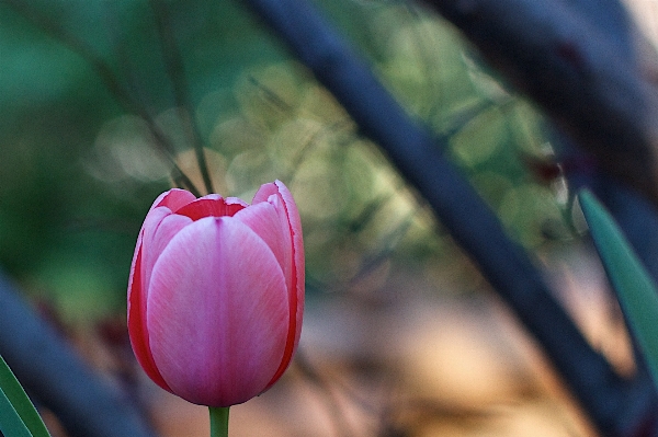 Blossom bokeh plant photography Photo