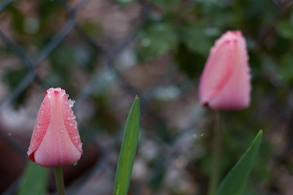 Blossom plant leaf flower Photo